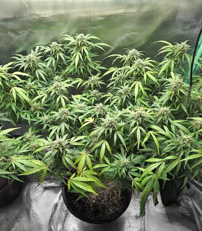 Sour Diesel Autoflower (Seedkeepers)