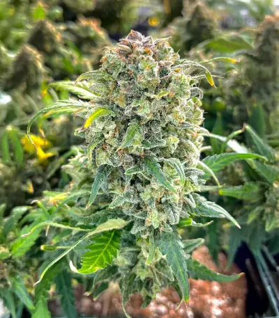 Sour Diesel Autoflower (Seedkeepers)