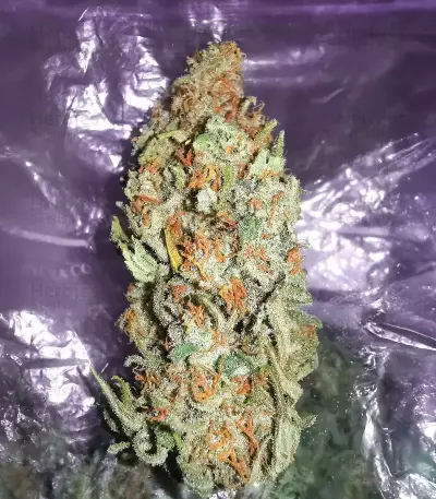 Amsterdam Amnesia Seeds (Dutch Passion)