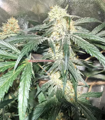 Blackberry Gum Seeds