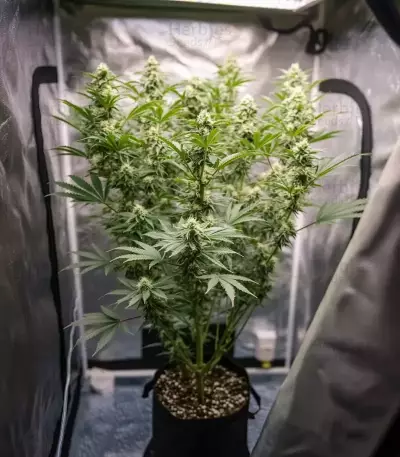 Blue Dream Seeds