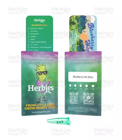 Sementes Feminizadas Blueberry Hill (Herbies Seeds)