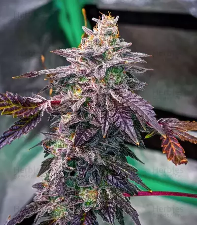 Bubba Kush Feminized Seeds