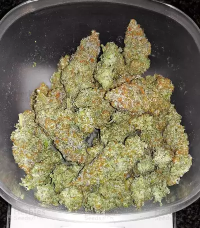 Cherry Gar-see-yaa Feminized Seeds (Ethos Genetics)