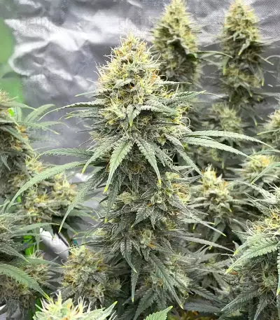 Durban Poison Seeds (Humboldt Seed Company)
