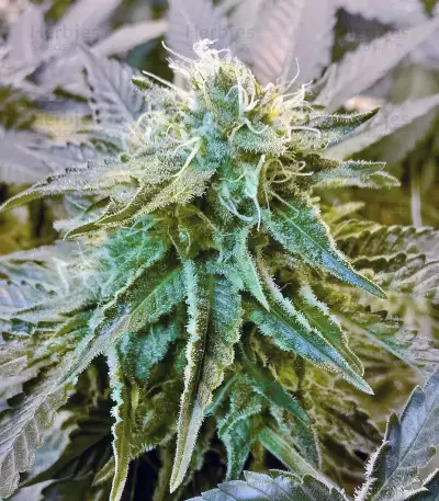 El Fuego Auto feminized seeds