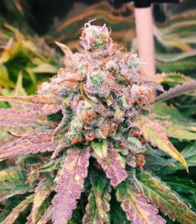 Fruit Punch (Heavyweight Seeds)