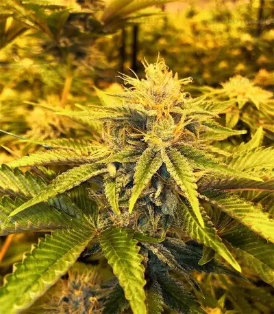 GH Cheese x Lemon Wookie Glue (GHS)
