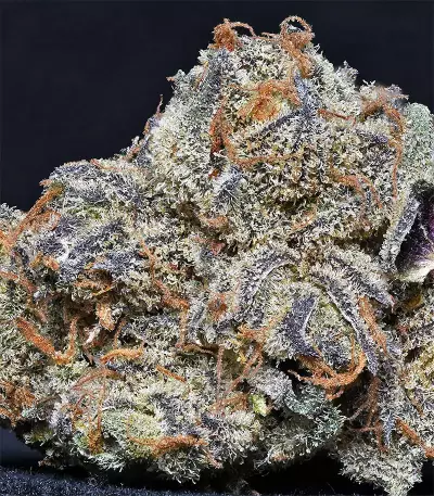 Grandaddy Purple feminized seeds (Big Head Seeds)