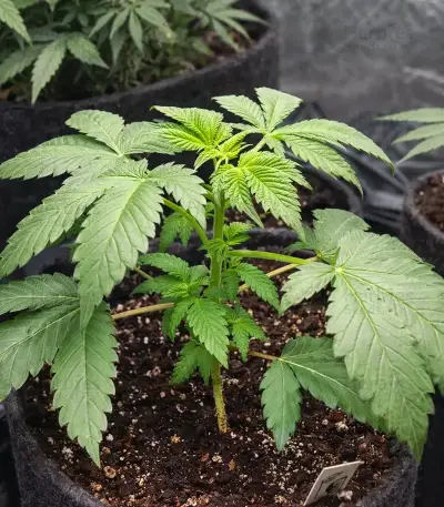 Graines de cannabis Heavy Head (Big Head Seeds)