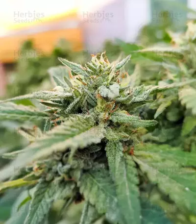 Kush Mints Fast Version Feminized Seeds (Seedkeepers)