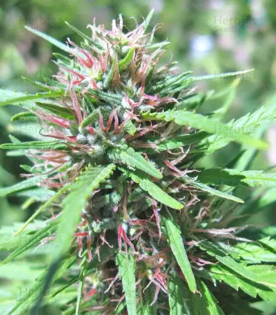 Malawi Seeds