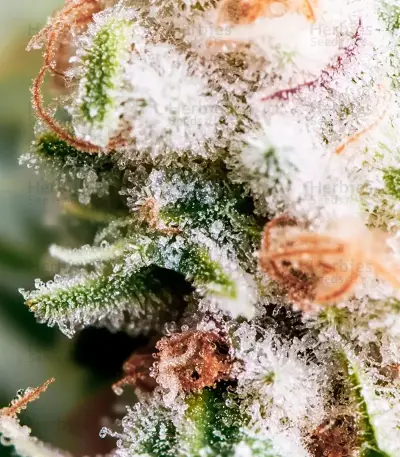 Mango feminized seeds (Blimburn Seeds)