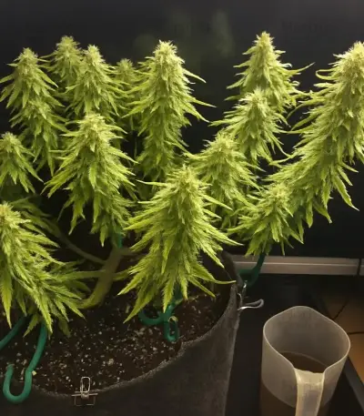 Mimosa Seeds