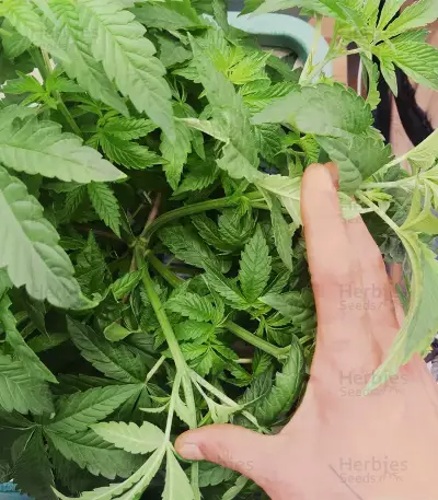 Mimosa x Orange Punch Seeds (Barneys Farm)