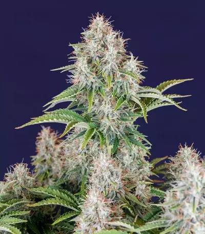 Original Cinderella Auto feminized seeds