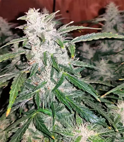 Pure Kush Seeds (Original Sensible Seeds)