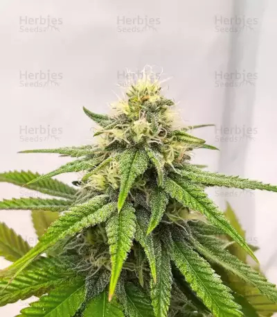 Purple Gelato Autoflower Feminized Seeds (Seedkeepers)