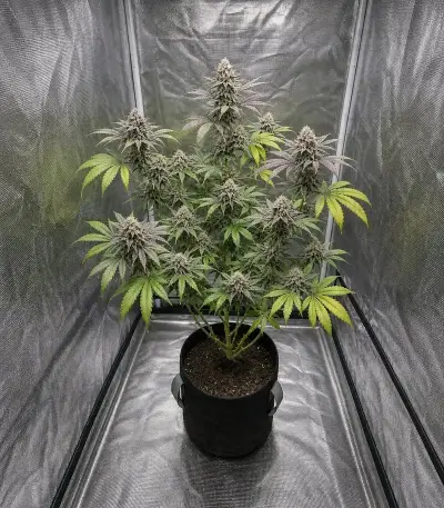 RS11 x Banana OG Seeds (Barney's Farm)