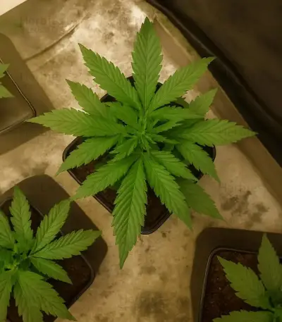 Santa Muerte Fast Seeds