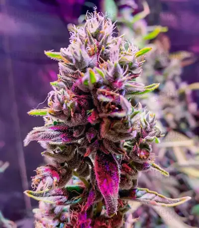 Section 781 Fast Flowering Seeds (Blimburn x Herbies)
