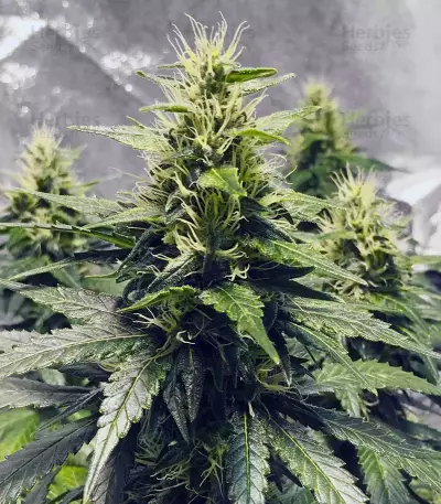 Sensi Skunk Seeds