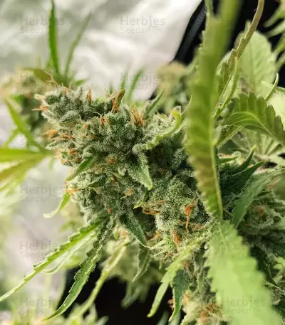 Shogun feminized seeds