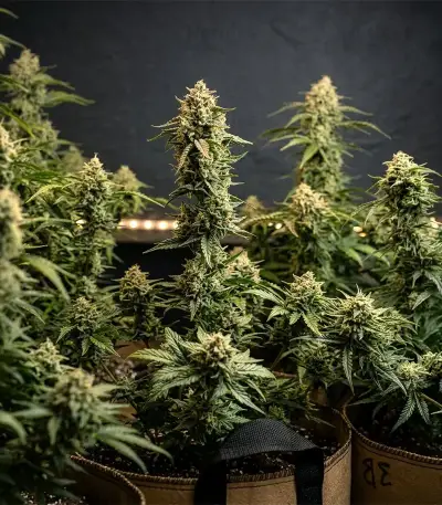 Sky Walker Auto Seeds