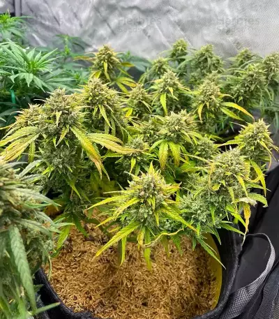 Skywalker Auto Seeds