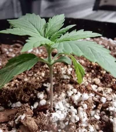 THC Bomb Auto (Bomb Seeds)