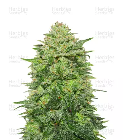Triple Cheese feminized seeds