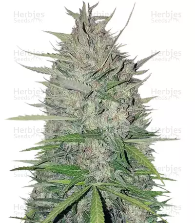 White Widow Original feminized seeds