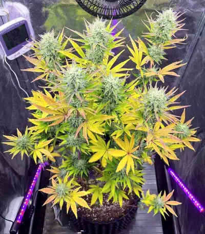 Tropicana Cookies Fast Flowering feminisierte Samen (Fast Buds)