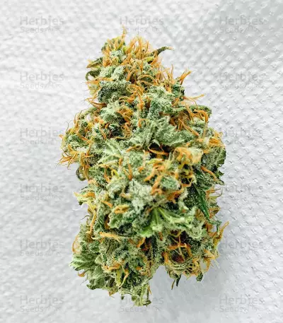Vitality Feminized Seeds (AlphaFem Seeds)