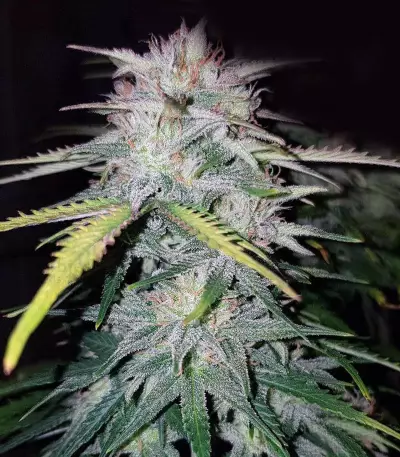 Wedding Cake feminized seeds