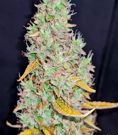 Purple Kush Autoflower (Herbies Seeds)