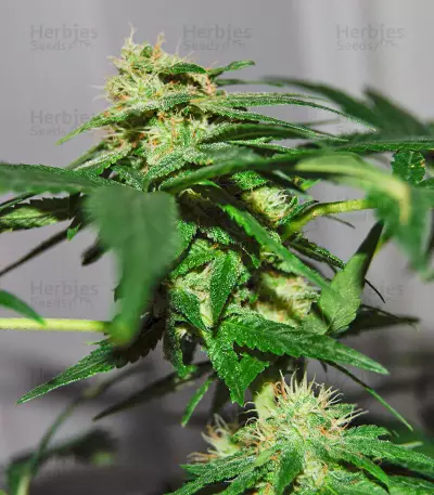 Tatanka Pure CBD feminized seeds (Royal Queen Seeds)