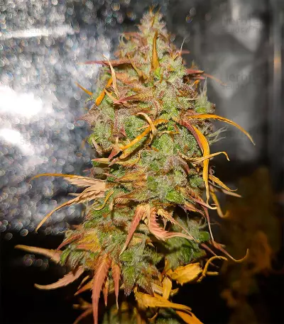 Blueberry Autoflower (Herbies Seeds)