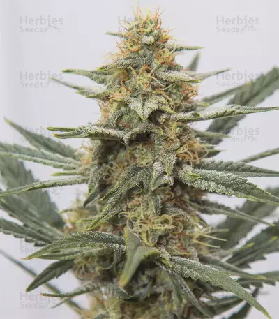 4 Assed Monkey Seeds