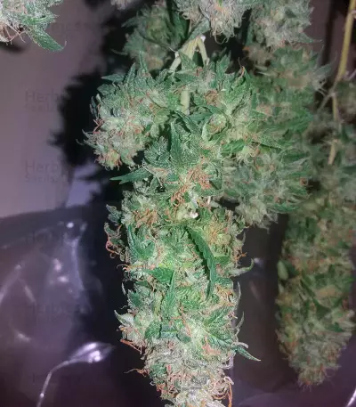 Black Gold Auto Seeds