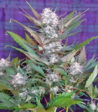 Sweet Skunk Auto (Sweet Seeds)