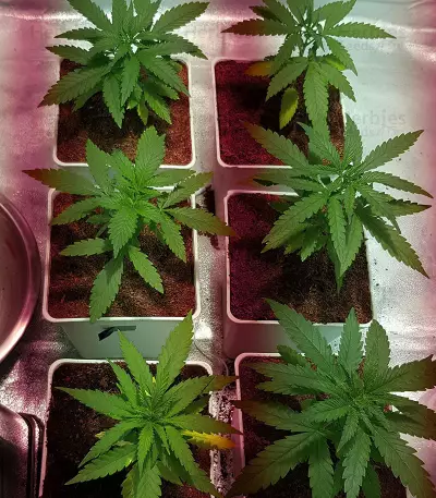 Graines de cannabis Amnesia Bilbo (Genehtik Seeds)