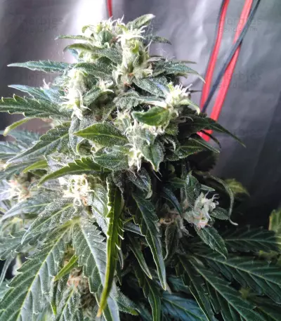 Auto Kaya 47 feminized seeds