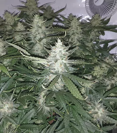 Graines de cannabis Auto Xtreme (Dutch Passion)