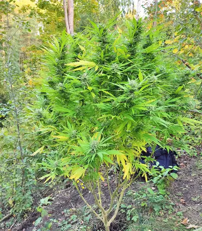 BCN Critical XXL