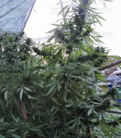 Bangi Haze (Ace Seeds)
