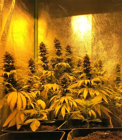 Bangi Haze x Ethiopian Seeds