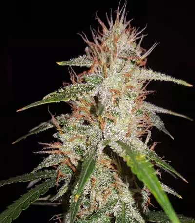 Blackberry Gum Autoflower feminisierte Samen