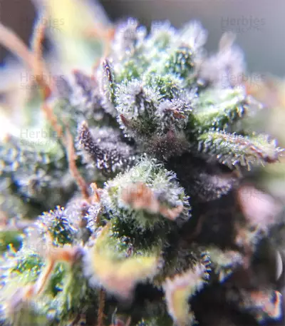 Blue Mystic strain