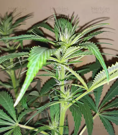 Boy Scout Cookies (Kalashnikov Seeds)